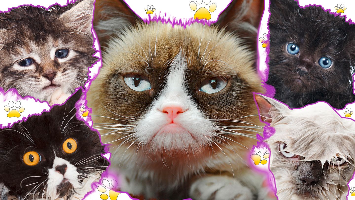 Grumpy Cat und andere lustige Katzen zeigen Mimik.