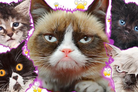 Grumpy Cat und andere lustige Katzen zeigen Mimik.