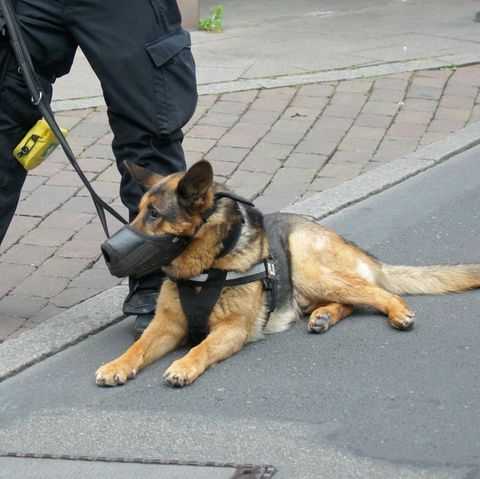 Polizeihund beißt in Darmstadt HIV-Infizierten