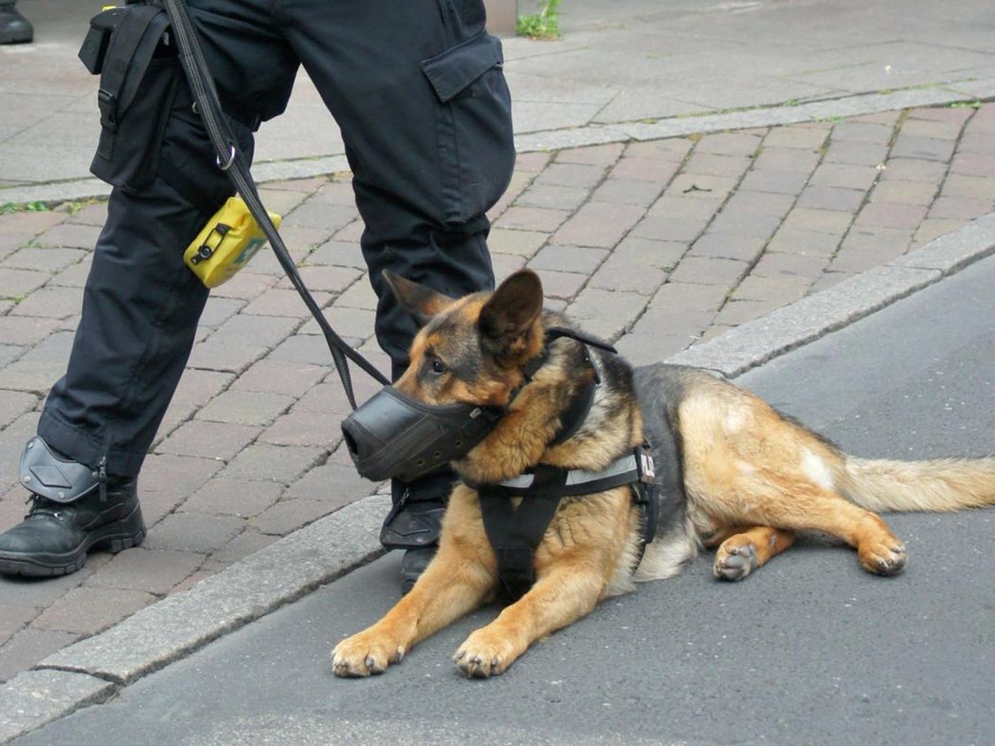 München, Deutschland. 09 Mai, 2019. Polizei Hund, Hund am Arbeitsplatz  Sporn - Puffs auf der Tasche. Sprengstoffe, Uniformen, Polizei, Polizei.
