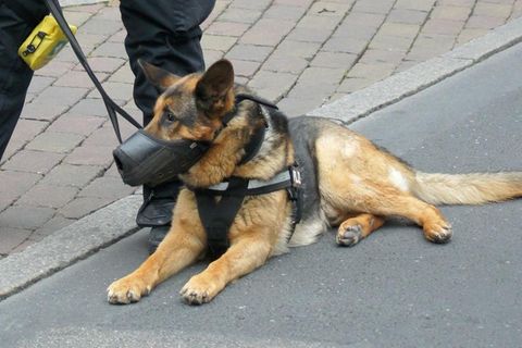 Polizeihund beißt in Darmstadt HIV-Infizierten