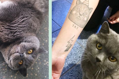 Zwei Fotos der Katze unserer Autorin. Auf dem rechten sieht man ihr Katzen-Tattoo.