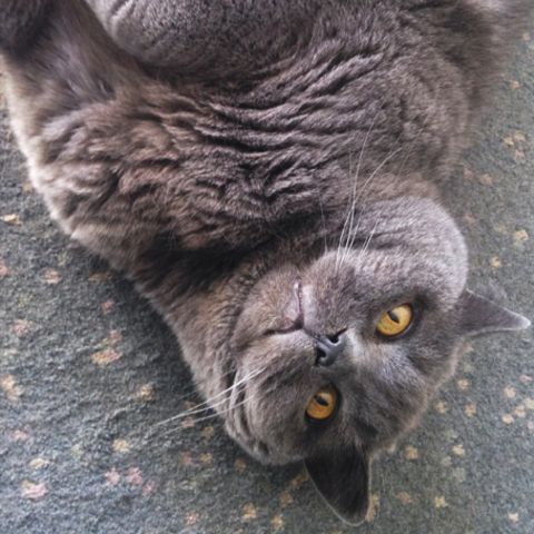 Zwei Fotos der Katze unserer Autorin. Auf dem rechten sieht man ihr Katzen-Tattoo.