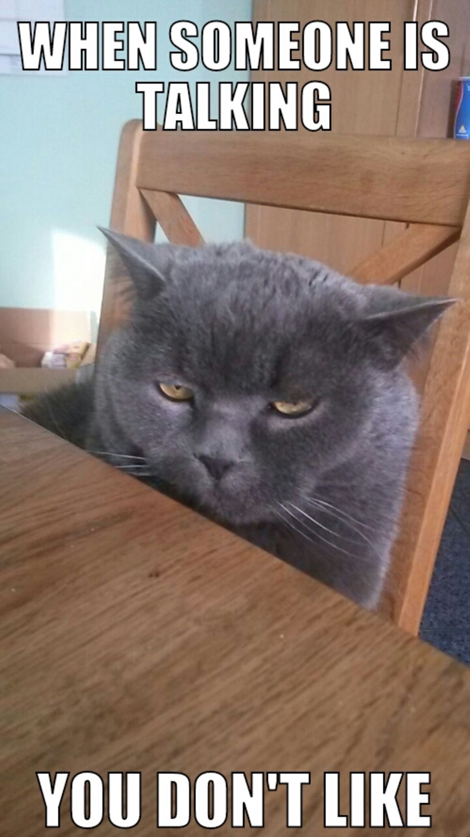 Fast wie Grumpy Cat Dieses Meme hat meine Schwester mit einem Bild unserer Katze gemacht. Ja, so guckt der fast immer.
