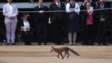 Für Erheiterung sorgte hingegen ein Fuchs, der quer über die Prachtstraße flanierte.