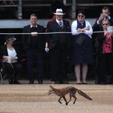 Für Erheiterung sorgte hingegen ein Fuchs, der quer über die Prachtstraße flanierte.