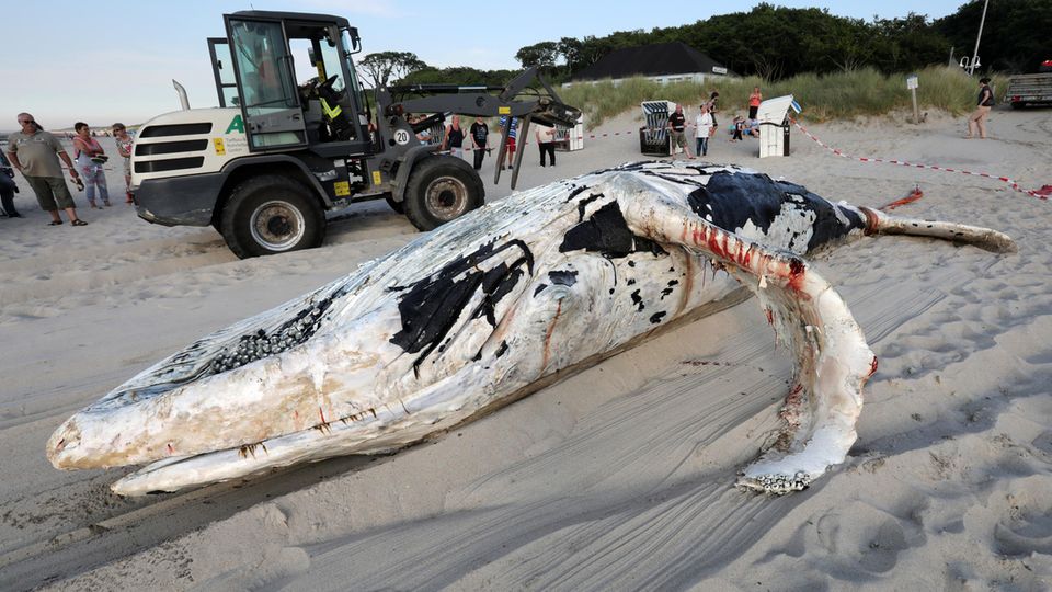 nachrichten deutschland - wal ostsee