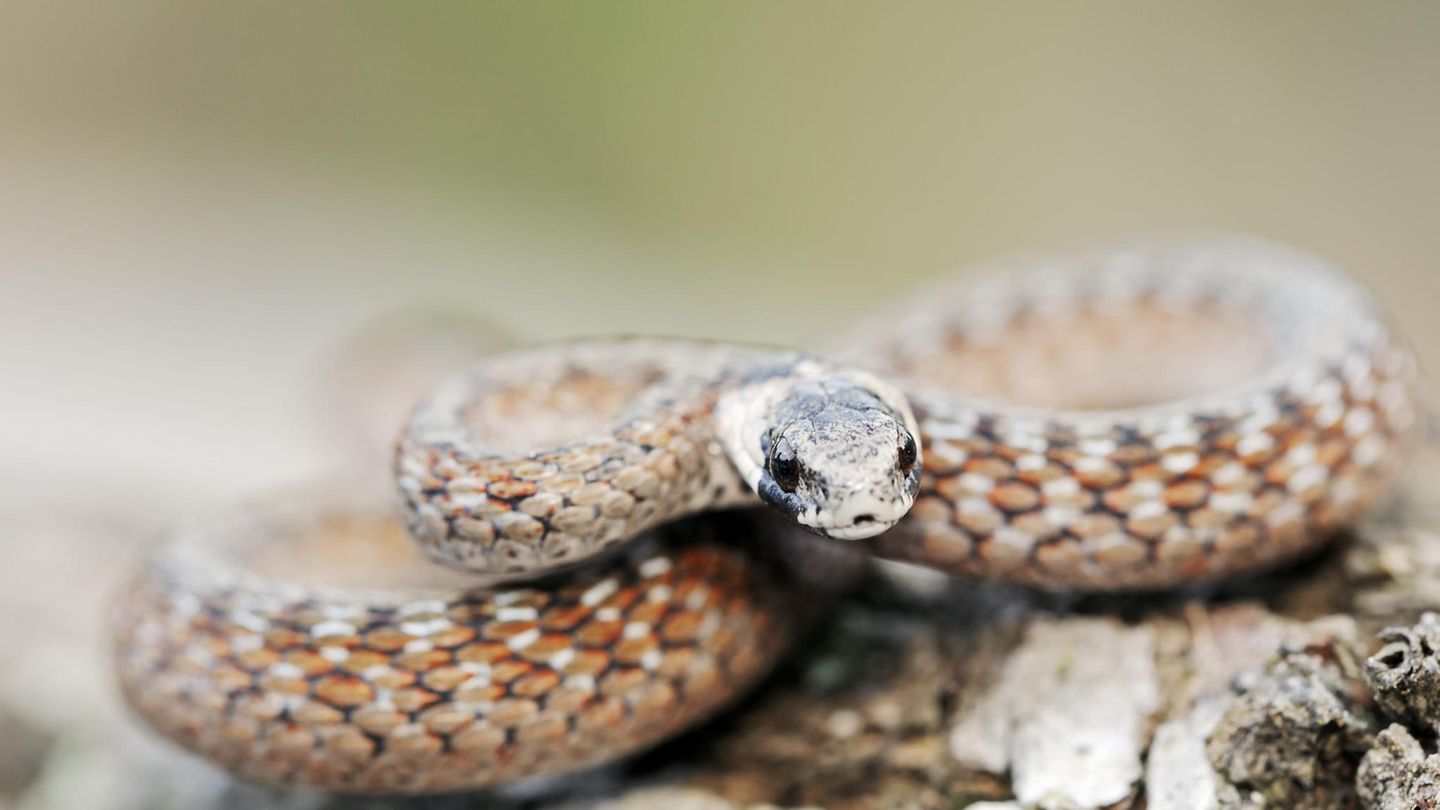 Die Gewöhnliche Braunschlange (Pseudonaja textilis) ist eine der giftigsten Schlangen der Welt. 