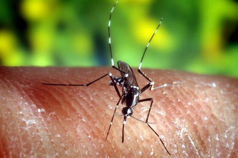 Anopheles-Stechmücke kann Malaria-Erreger übertragen