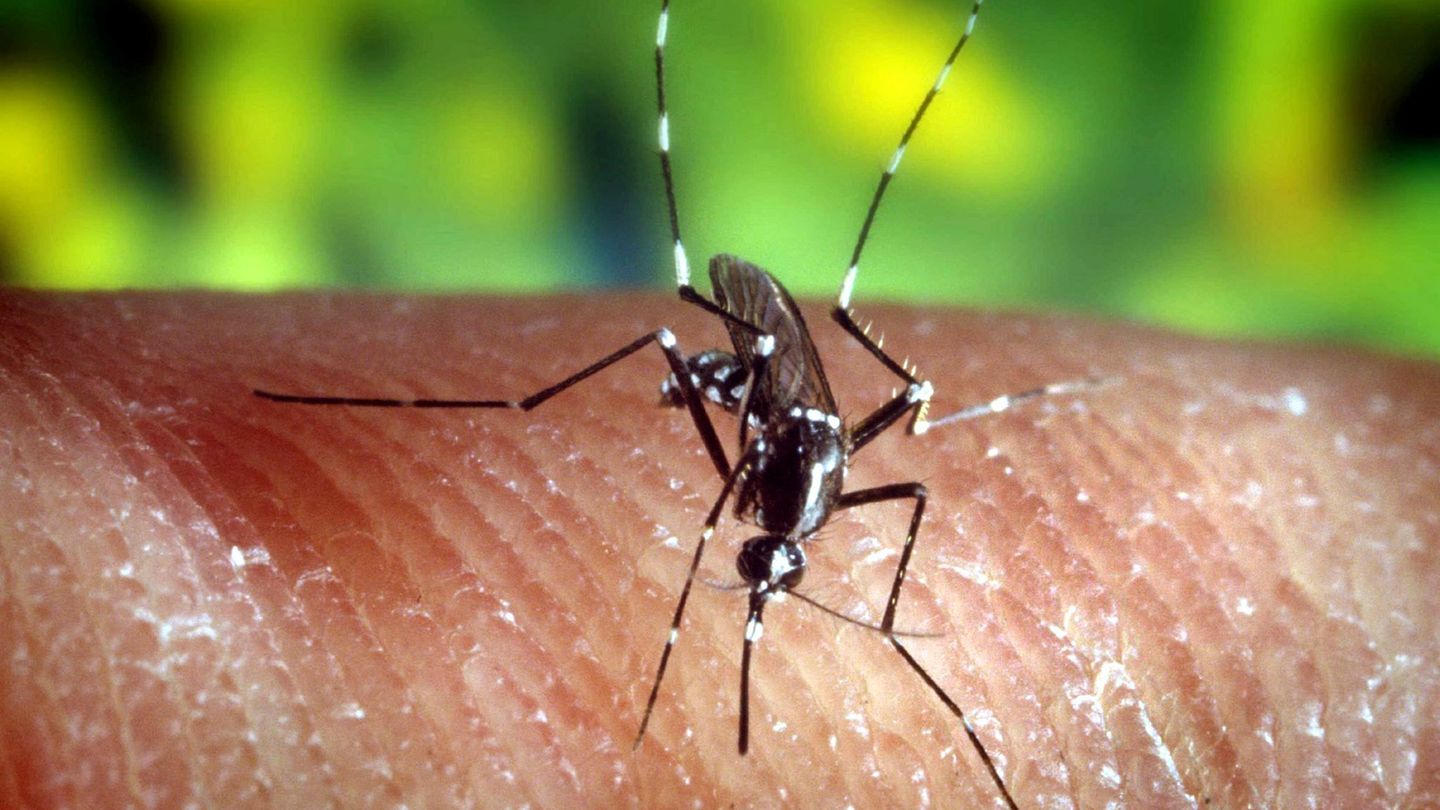 Anopheles-Stechmücke kann Malaria-Erreger übertragen