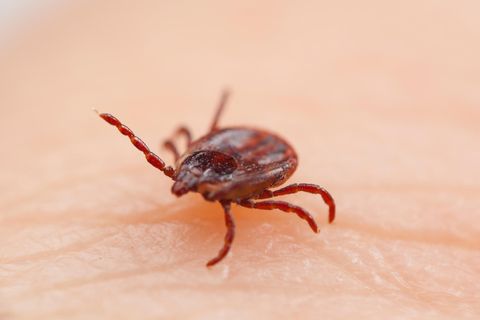 Eine Zecke krabbelt über die Haut