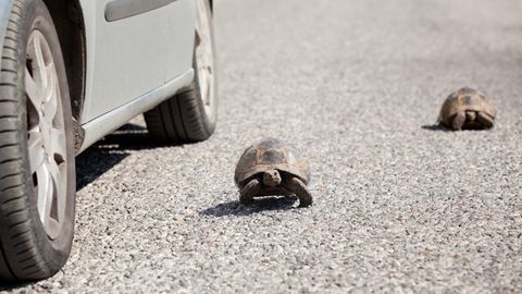 Zwei Schildkröten auf der Straße vor einem Auto