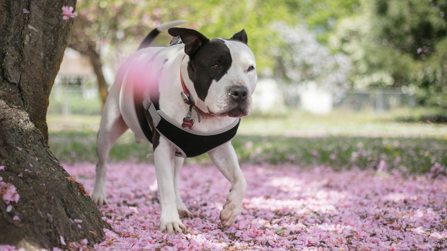 Ein Pitbull neben einem Baum