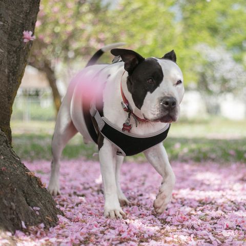 Ein Pitbull neben einem Baum