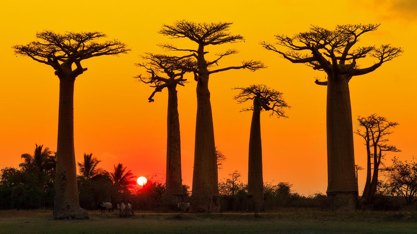 Afrikanische Baobab-Bäume vor einem Sonnenuntergang