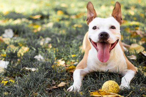 Hund auf einer Wiese