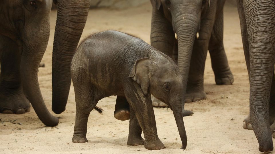 Das Elefantenmädchen Anjuli im September 2015 zwei Monate nach seiner Geburt. Am Mittwochnachmittag starb der dreijährige Dickhäuter im Tierpark Hagenbeck.