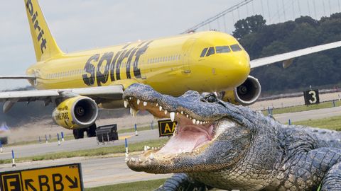 Ein Airbus der US-Fluglinie Spirit Airlines Flughafen, der auf dem Flughafen Orlando in Florida für einen Alligator bremsen musste.