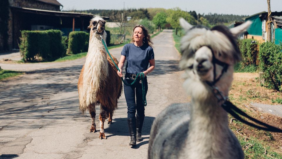 Elektrosensible Zwei starke Charaktere: Lama Amaretto und Ärztin Monika Krout. Vorneweg latscht noch ein Alpaka – das hat aber nur eine Statistenrolle.