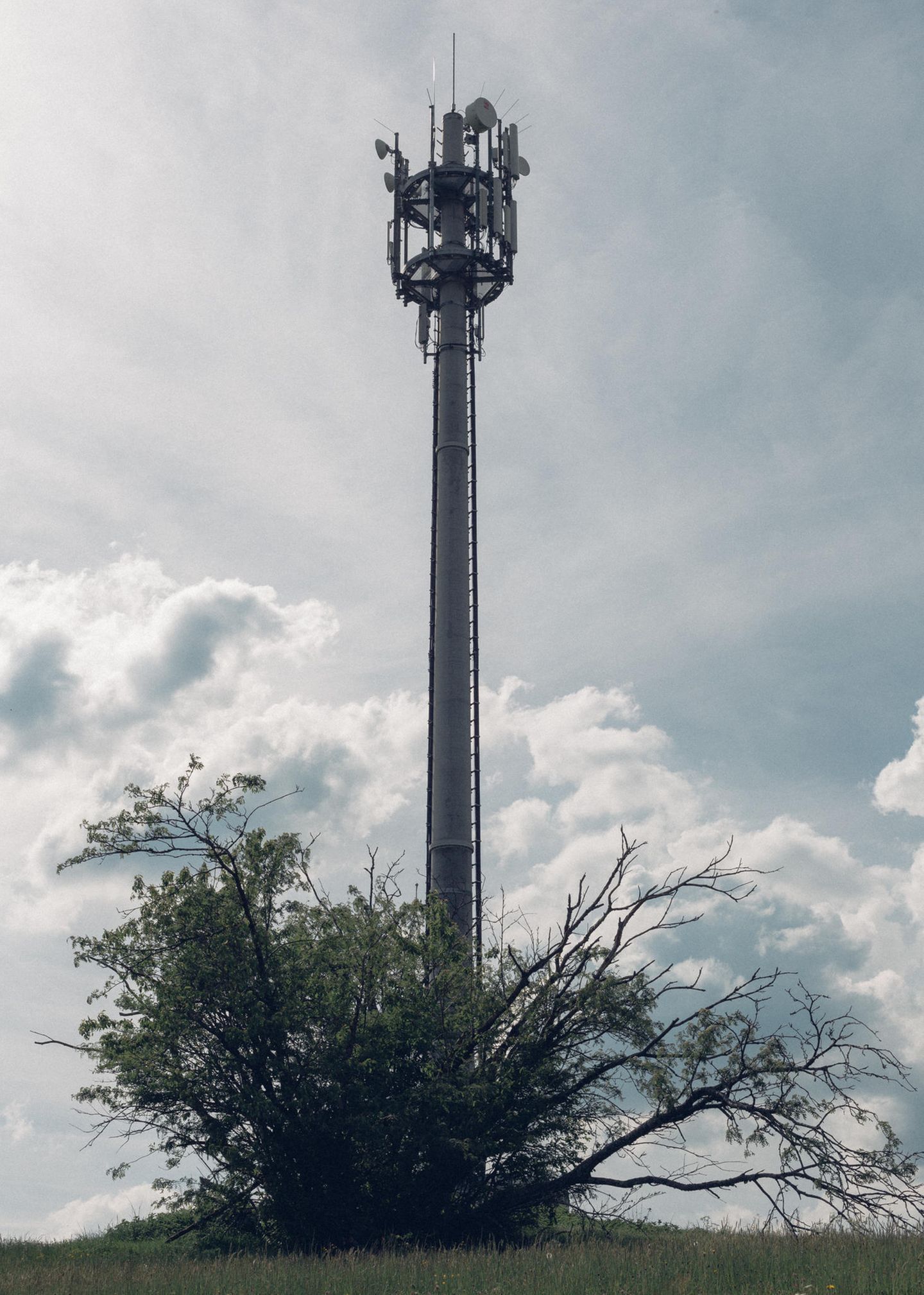 Der Gegner: der Funkturm. Mitten auf einem Berg im Schwarzwald. Auch Bäume, sagen Elektrosensible, macht der Funk krank. Gesund sieht der hier nicht aus.