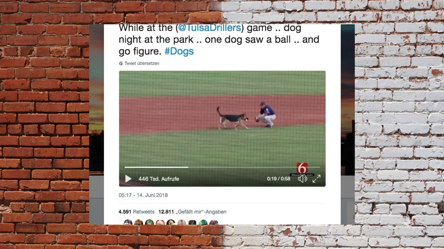 Hund rennt während des Spiels auf Baseball-Feld