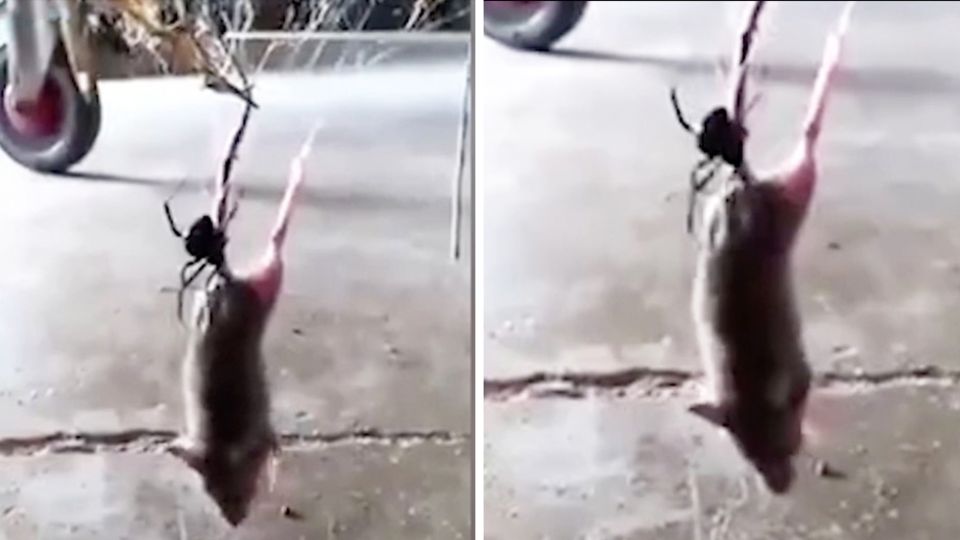 Schwarze Witwe versus Maus Schwarze Witwe versus Maus