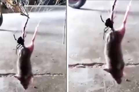 Schwarze Witwe versus Maus