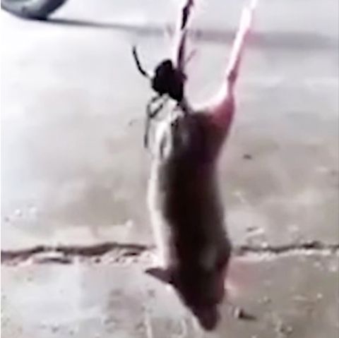 Schwarze Witwe versus Maus