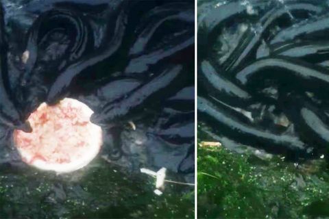 Ungewöhnliches Futter: Wie aus einem Horrorfilm: Aale winden sich und verschlingen Tiefkühlpizza