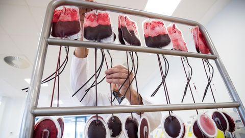Ein Mitarbeiter hängt in der Herstellungsabteilung des DRK-Blutspendedienst Nord-Ost Beutel mit Blutspenden zur Filtration auf