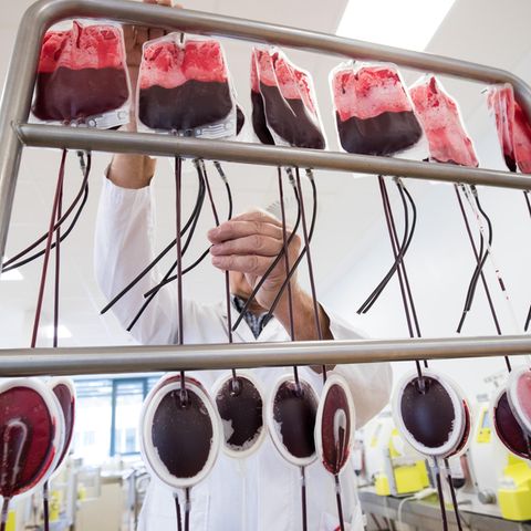 Ein Mitarbeiter hängt in der Herstellungsabteilung des DRK-Blutspendedienst Nord-Ost Beutel mit Blutspenden zur Filtration auf