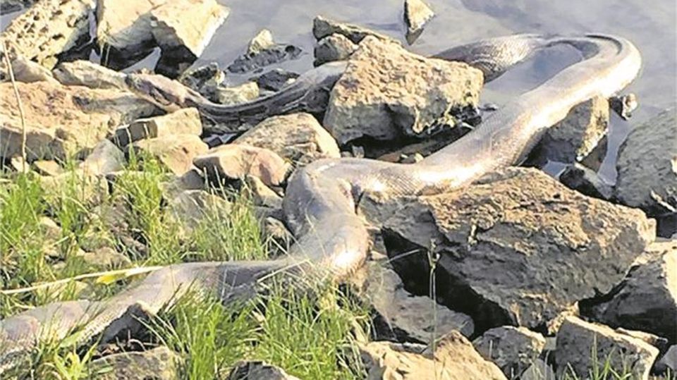 Nachrichten Deutschland Emmerthal Nachrichten aus Deutschland: Schlange in Emmerthal gefunden