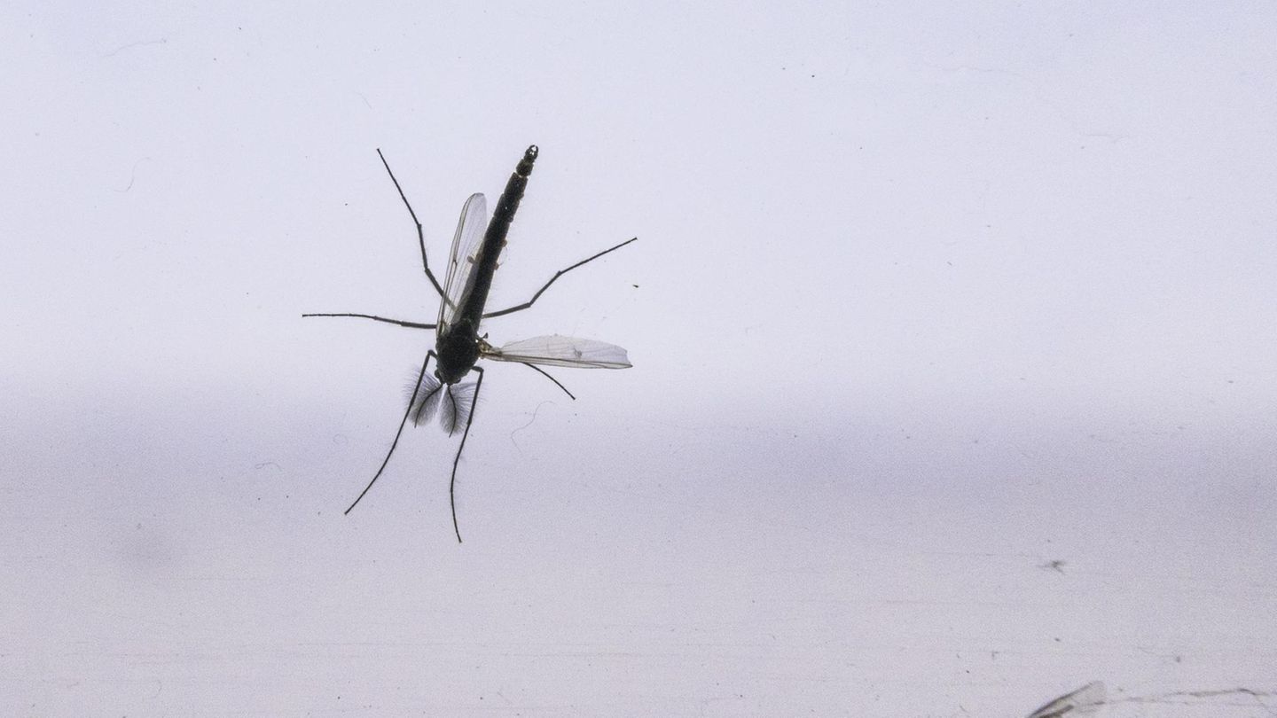 Gefährliches West-Nil-Virus bei Mücken in Tschechien entdeckt: Eine Mücke an einem Fenster