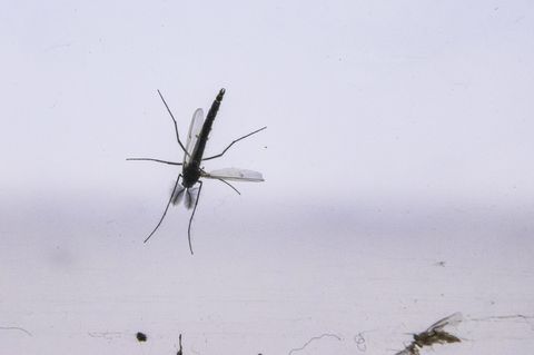 Gefährliches West-Nil-Virus bei Mücken in Tschechien entdeckt: Eine Mücke an einem Fenster