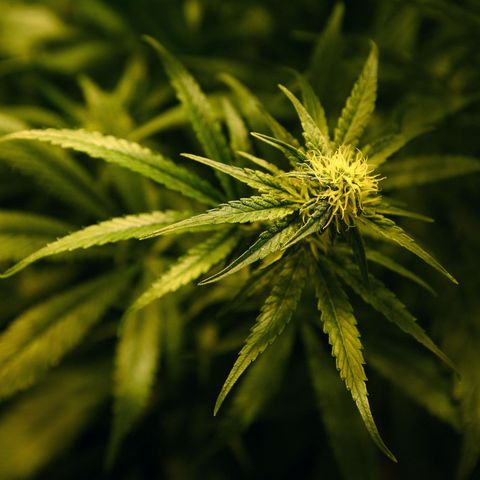 Cannabis Legalisierung in Kanada: Eine Cannabis-Pflanze blüht