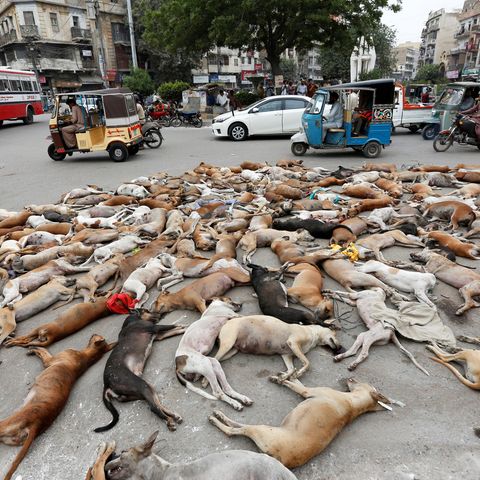 Das Bild der Nachrichtenagentur Reuters zeigt vergiftete Hunde in Pakistan und nicht in Russland 