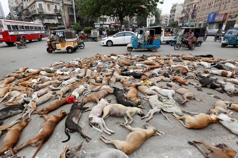 Das Bild der Nachrichtenagentur Reuters zeigt vergiftete Hunde in Pakistan und nicht in Russland 
