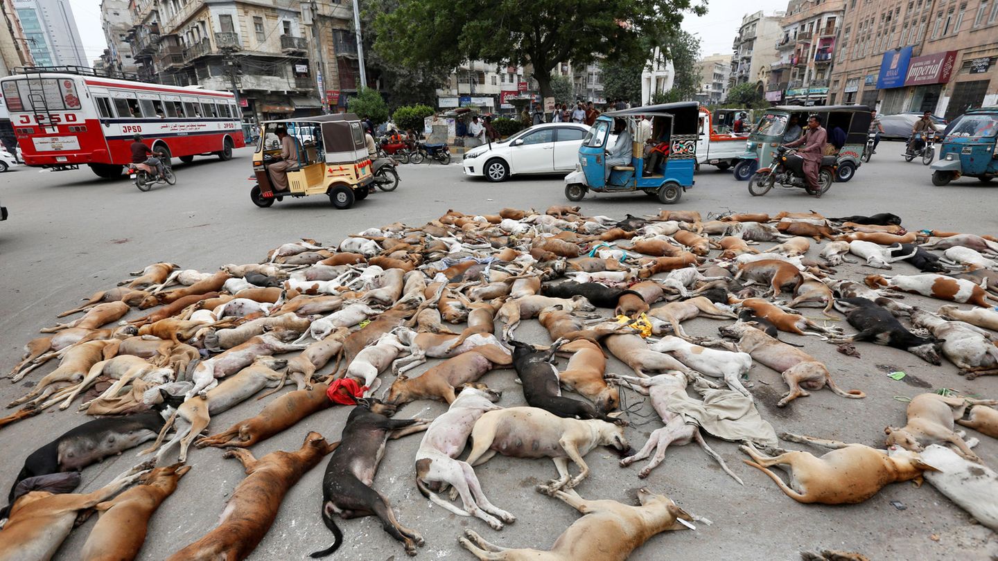 Das Bild der Nachrichtenagentur Reuters zeigt vergiftete Hunde in Pakistan und nicht in Russland 
