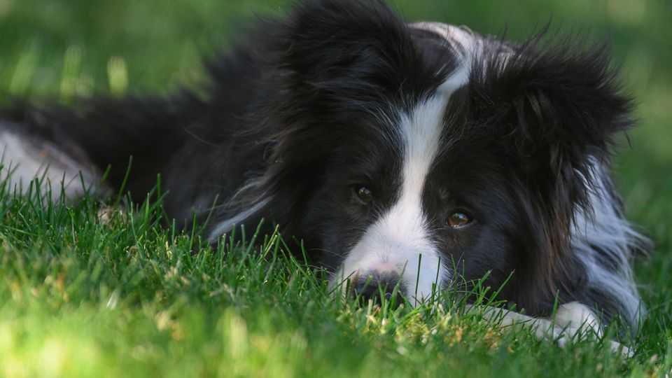 Vor dem Finanzamt sind alle Hunde gleich: Um die Hundesteuer kommen Tierbesitzer kaum herum.