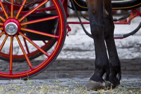 Pferdebeine vor einem Kutschrad