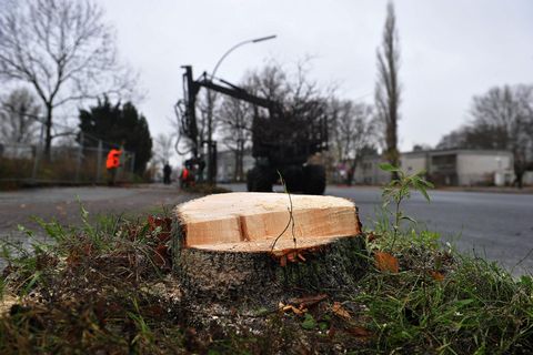 Diebstahl - kassel - Mountainbike - Baum gefällt - fahrrad