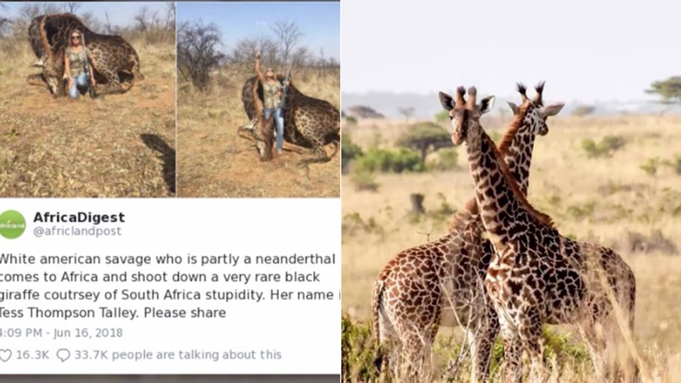US-Amerikanerin im Shitstorm: Jagd-Touristin erschießt seltene Giraffe - die Nutzer auf Twitter sind außer sich US-Amerikanerin im Shitstorm: Jagd-Touristin erschießt seltene Giraffe - die Nutzer auf Twitter sind außer sich