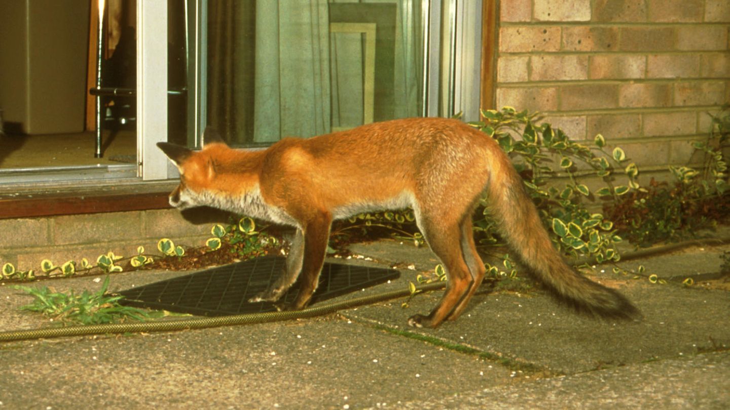 London - fuchs - Wohnung - Biss - Tollwut