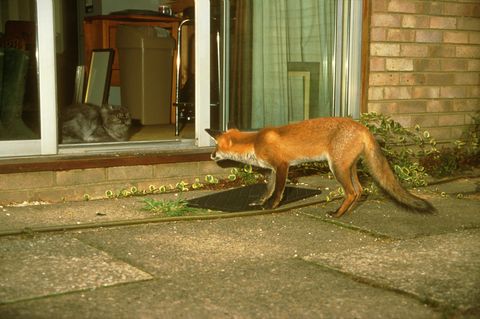 London - fuchs - Wohnung - Biss - Tollwut