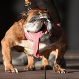 Die englische Bulldogge Zsa Zsa konnte die Jury überzeugen