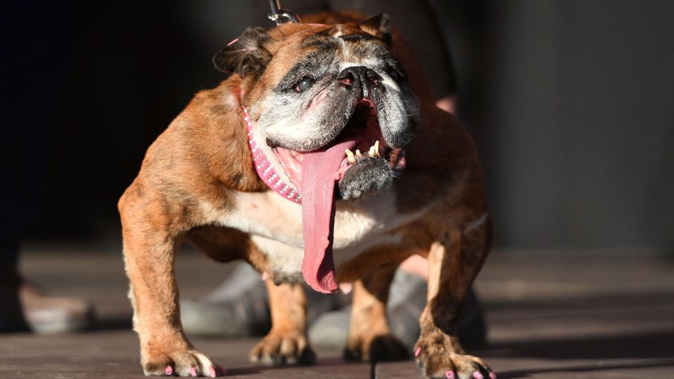 Die englische Bulldogge Zsa Zsa konnte die Jury überzeugen