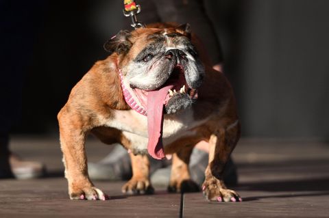 Die englische Bulldogge Zsa Zsa konnte die Jury überzeugen