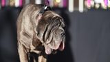 Mastino Napoleatano Martha
