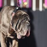 Mastino Napoleatano Martha