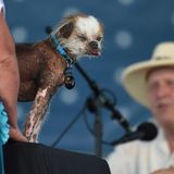 Der Chinesische Schopfhund Tee Tee